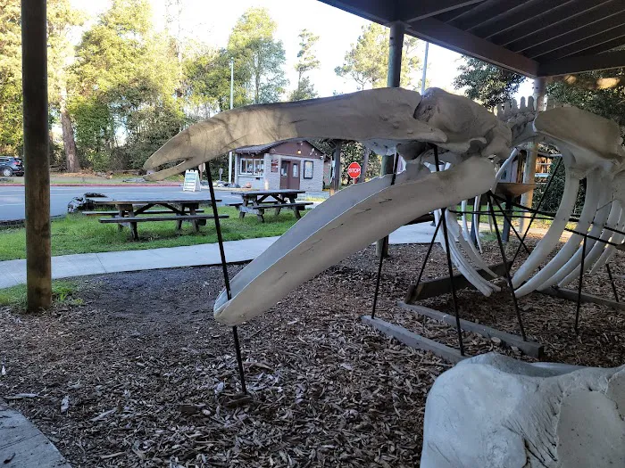 Westpine Campground | MacKerricher Picture 8