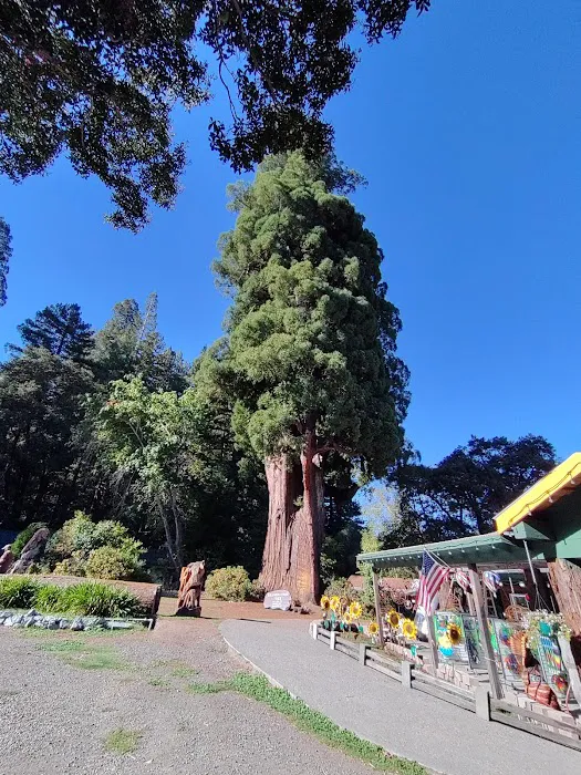 Madrone Campground Picture 8