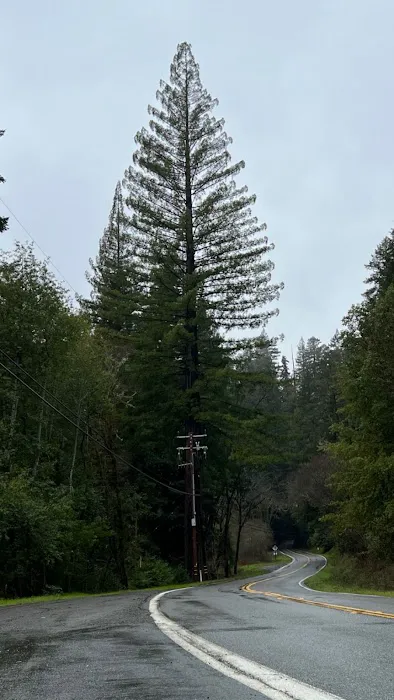 Madrone Campground Picture 1