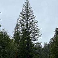 Madrone Campground ico