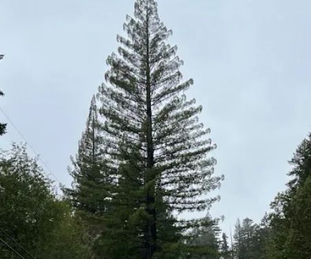 Madrone Campground