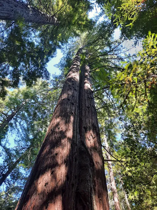 Benbow SRA Campground Picture 3