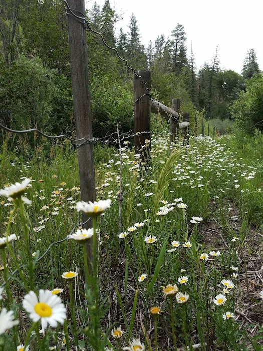 Blanco River Group Campground Picture 2