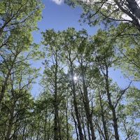 Valle Verde Group Picnic Site/ north fork rock creek trail ico