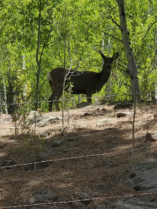 Conejos Campground Picture 4