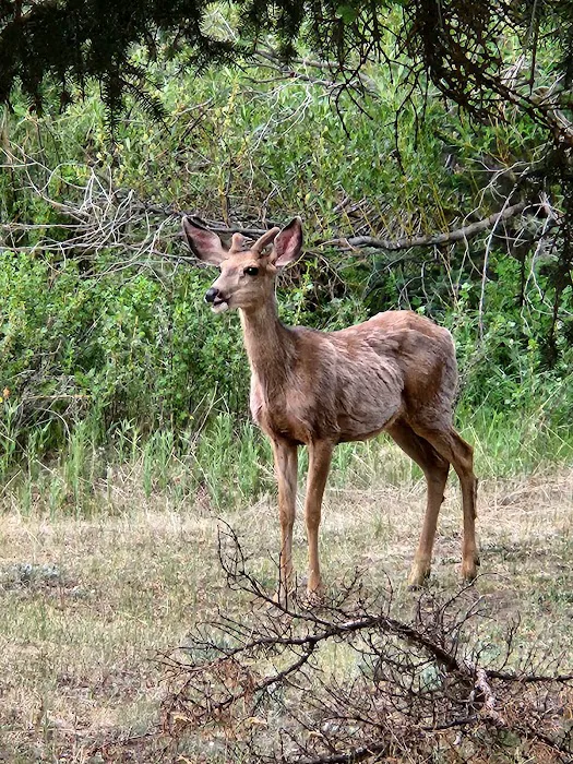 Spectacle Lake Campground Picture 9