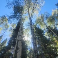 Sig Creek Campground ico