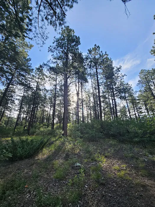 Chris Park Group Campground Picture 5