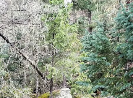 Miller Creek Campground