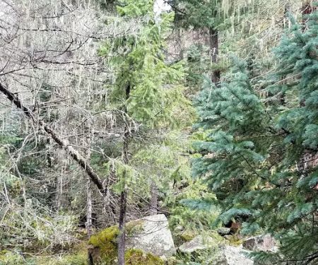 Miller Creek Campground