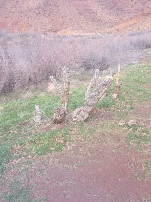 Oak Grove Campground Picture 6