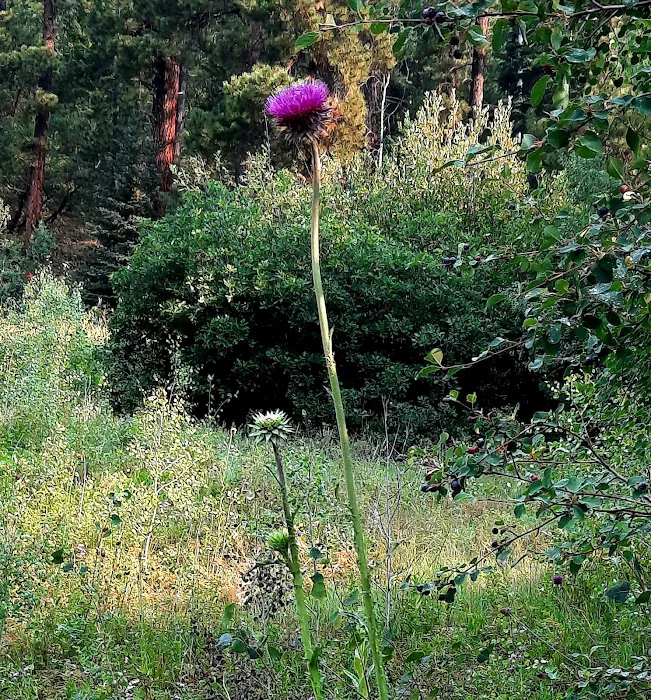 West Dolores Campground Picture 4