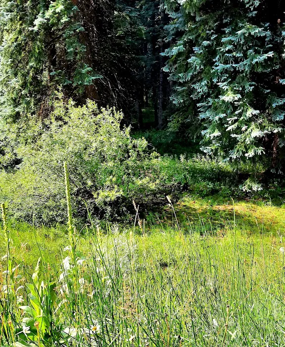 West Dolores Campground Picture 5