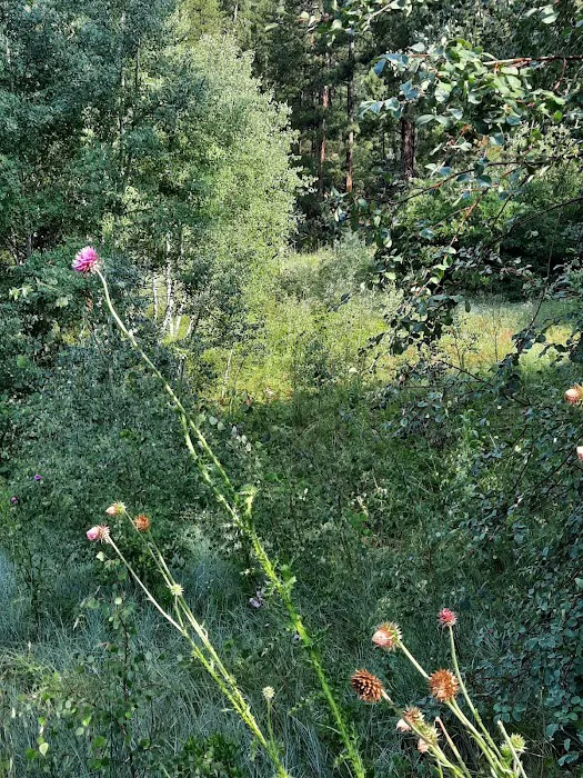 West Dolores Campground Picture 6