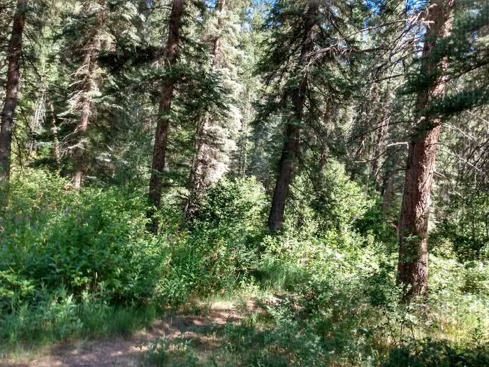 West Dolores Campground Picture 9