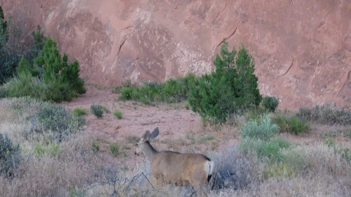 Devils Garden Campground Picture 3