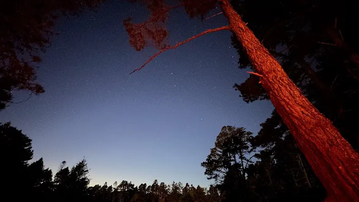 Van Damme State Park Campground Picture 1