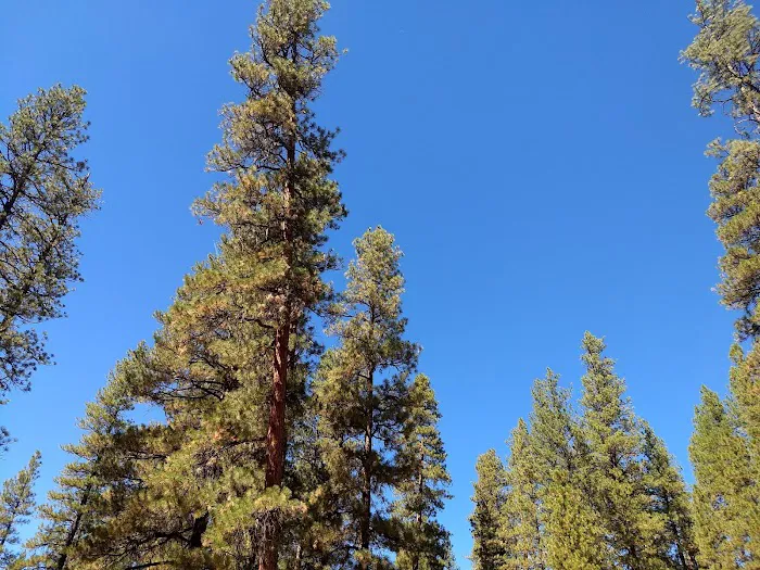 Lower Canyon Creek Campground Picture 7