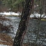 Pine Rest Campground