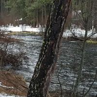 Pine Rest Campground ico