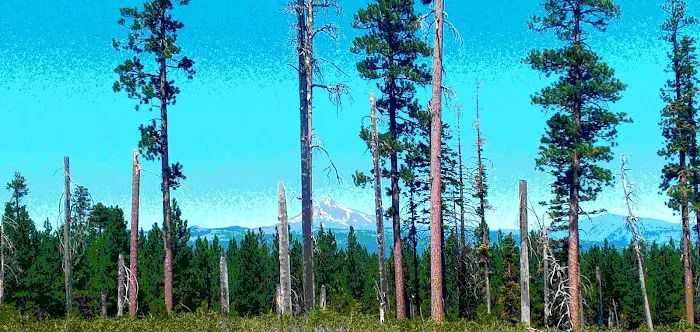 Deschutes NF-Sisters-Metolius Area Picture 2