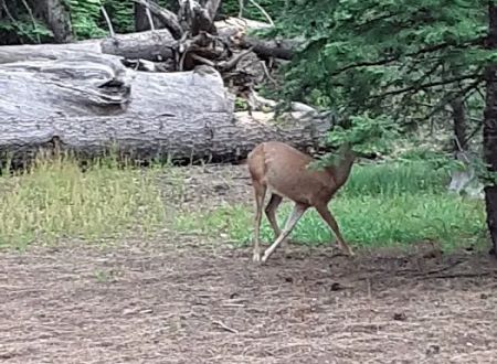 Whispering Pine Horse Camp