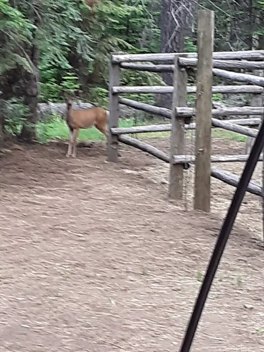 Whispering Pine Horse Camp Picture 5