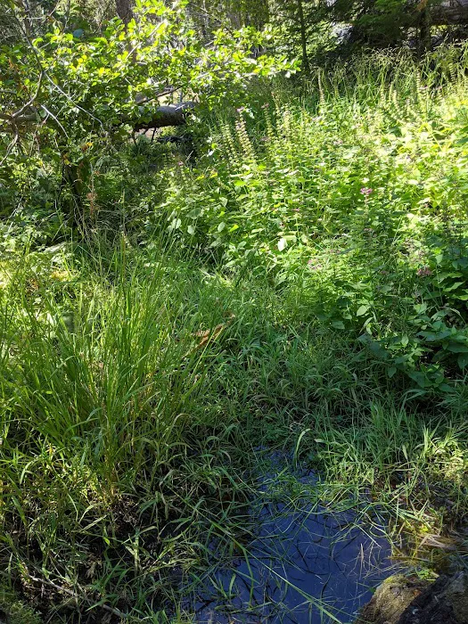 Whispering Pine Horse Camp Picture 10