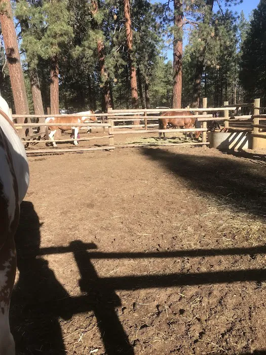 Sisters Cow Camp Picture 3