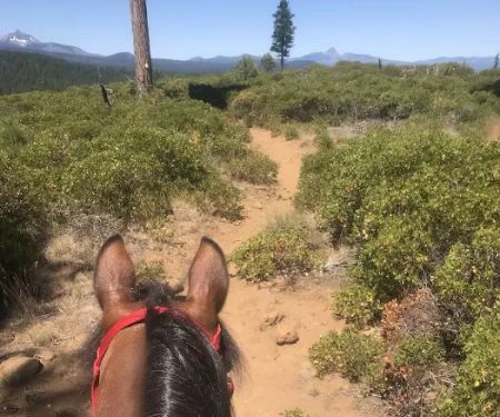 Sisters Cow Camp