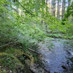 Frissell Crossing Campground