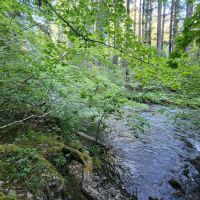 Frissell Crossing Campground ico