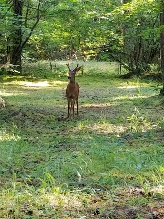 Frissell Crossing Campground Picture 6