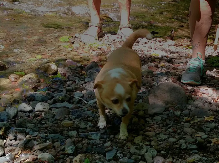 Roaring River Group Campground Picture 6