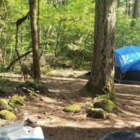 Roaring River Group Campground ico