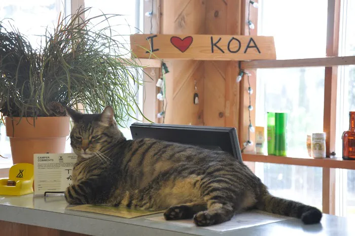 Waldport / Newport KOA Journey Picture 5