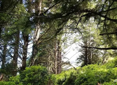 Cape Perpetua Trailhead