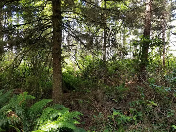 Cape Perpetua Trailhead Picture 5