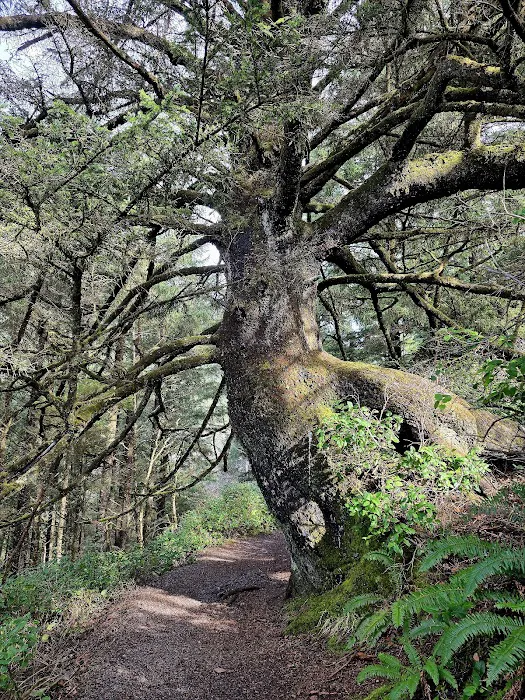 Cape Perpetua Trailhead Picture 10