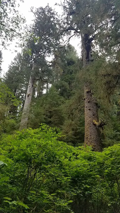 Cape Perpetua Campground Picture 6