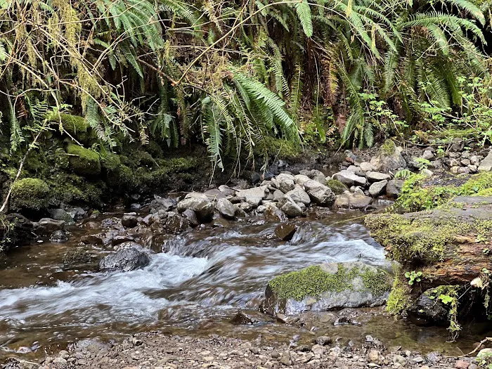 Cape Perpetua Campground Picture 3