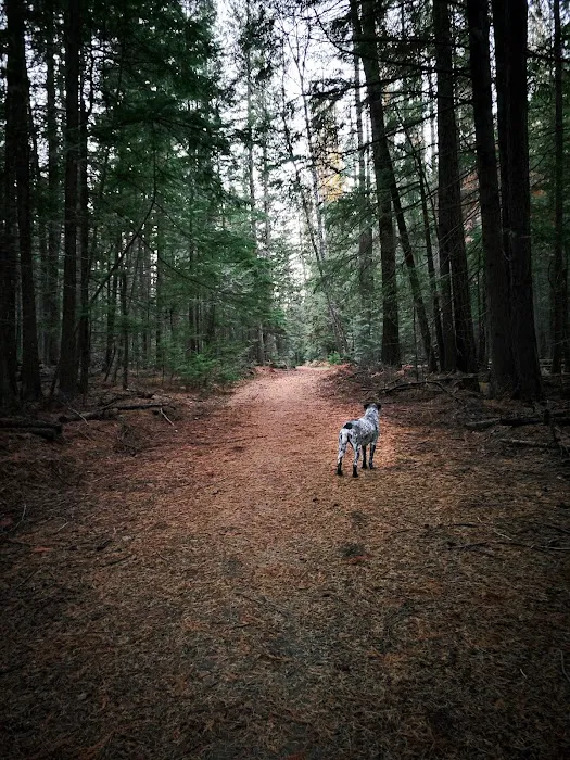 Round Lake Campground Picture 6