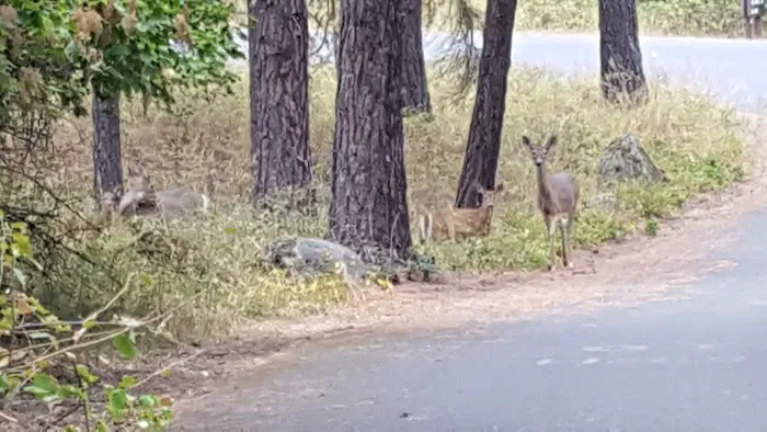 Whitetail Campground Picture 7