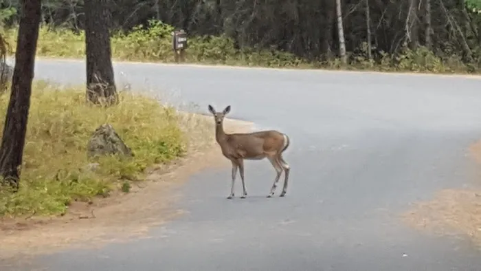 Whitetail Campground Picture 6
