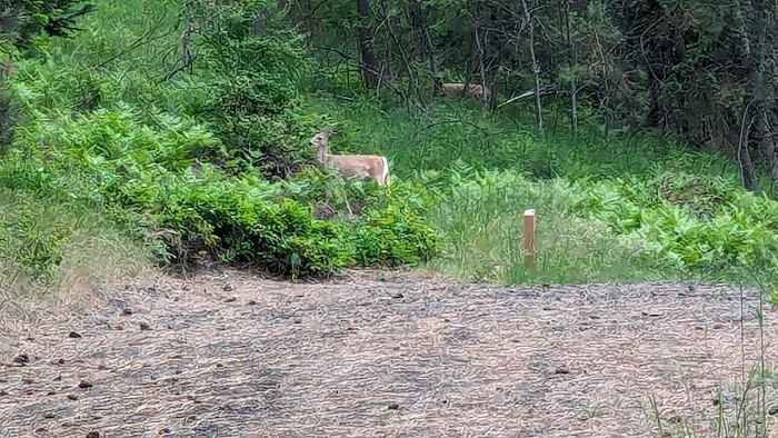 Harrison Bluffs Campground Picture 2