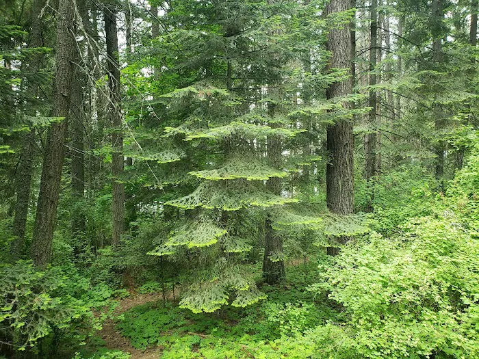 Benewah Lake Campground Picture 3