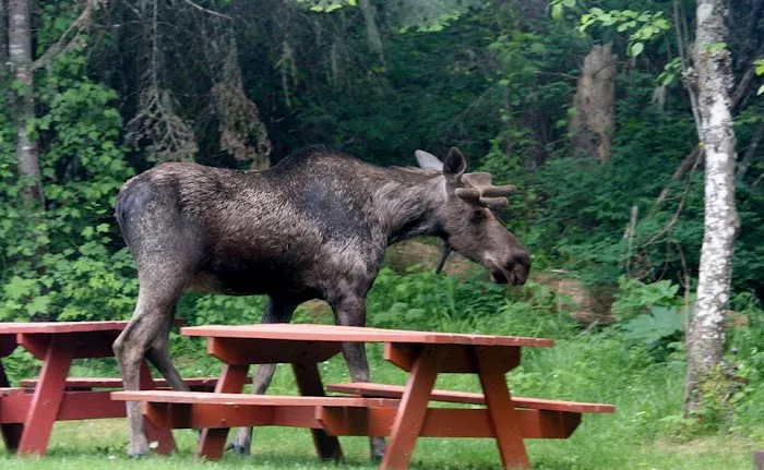 Lost Moose Campground Picture 3