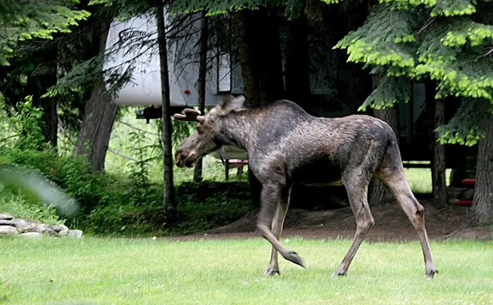 Lost Moose Campground Picture 2