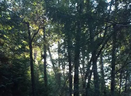 Pearch Creek Campground