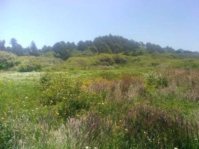 Clam Beach County Campground Picture 3